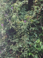 Solanum caripense