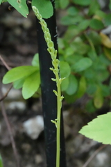 Platanthera unalascensis