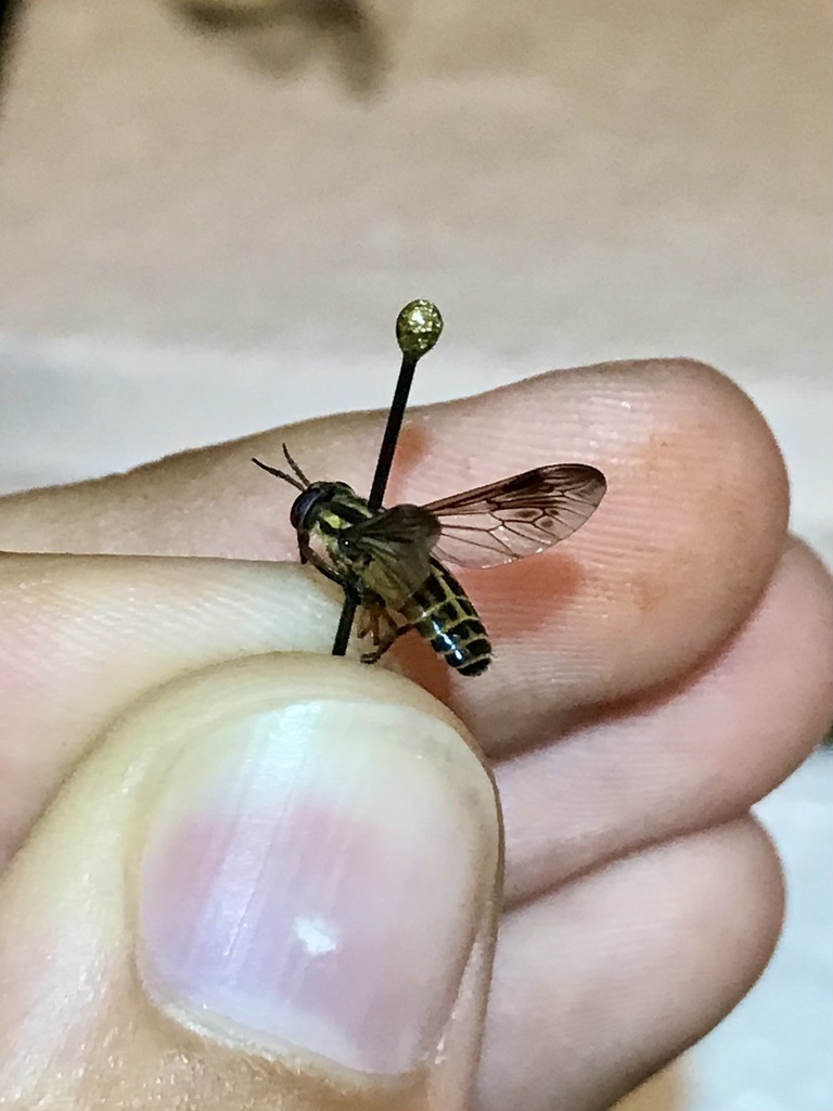 Sherman's Deer Fly