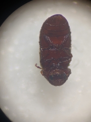 Stegobium