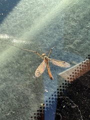 Tipula paludosa