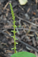 Platanthera unalascensis