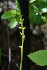 Platanthera unalascensis