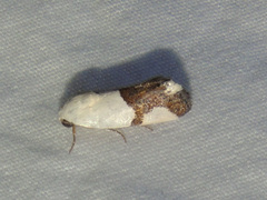 Ponometia cuta