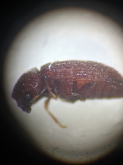 Stegobium