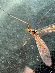 Tipula paludosa