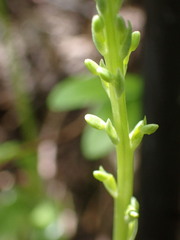 Platanthera unalascensis