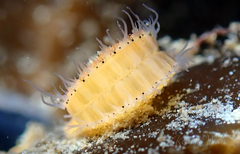 Chlamys hastata
