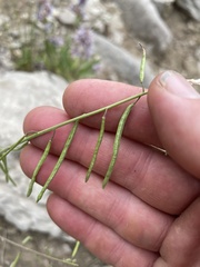 Boechera pendulocarpa
