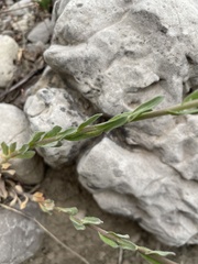 Boechera pendulocarpa