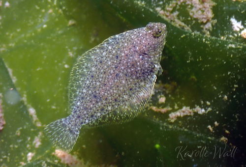 English Sole