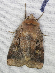 Diarsia jucunda