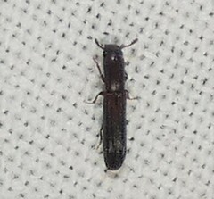 Colydium lineola