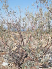 Indigofera argentata