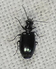 Lebia marginicollis