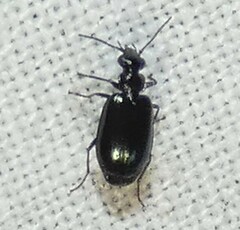 Lebia marginicollis