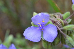 Tradescantia