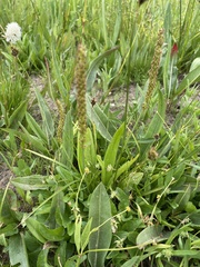 Plantago tweedyi
