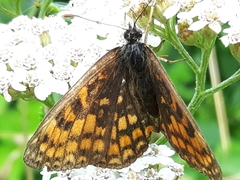 Melitaea celadussa