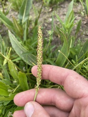 Plantago tweedyi