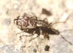 Oedecnemidius varius