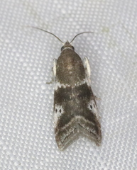 Acrobasis vaccinii