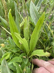 Plantago tweedyi