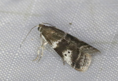 Acrobasis vaccinii