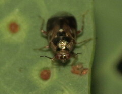 Deraeocoris nebulosus