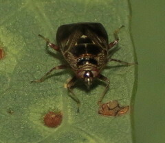Deraeocoris nebulosus