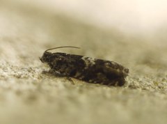 Lepidoptera