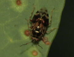 Deraeocoris nebulosus