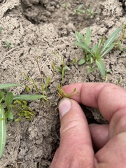 Myosurus apetalus montanus