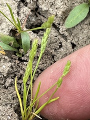 Myosurus apetalus montanus