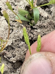 Myosurus apetalus montanus