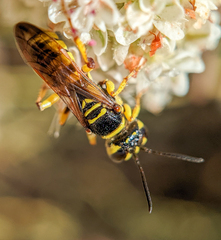 Eucerceris provancheri