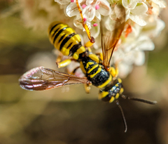 Eucerceris provancheri