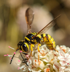 Eucerceris provancheri