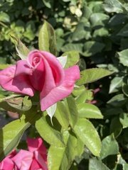 Rosa