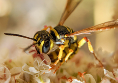 Eucerceris provancheri