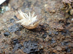 Cirolana harfordi