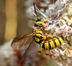 Eucerceris provancheri
