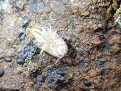 Cirolana harfordi
