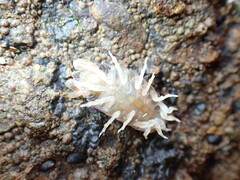 Cirolana harfordi