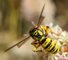 Eucerceris provancheri