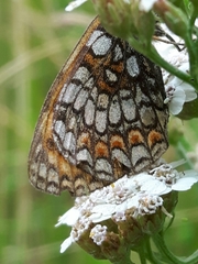 Melitaea celadussa