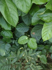 Coussarea platyphylla