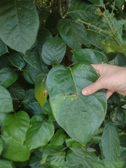 Coussarea platyphylla