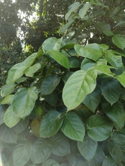 Coussarea platyphylla