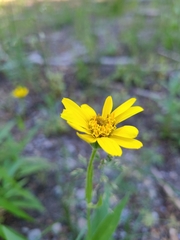 Arnica lanceolata